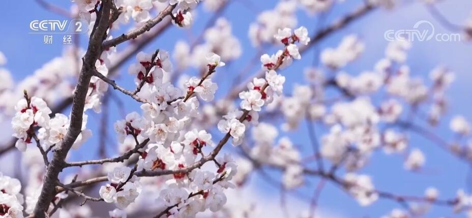 春意濃 百花俏 賞春踏青正當時
