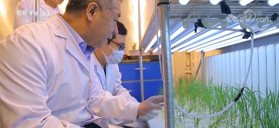 美麗中國建設再出發 鹽鹼地飄滿稻花香
