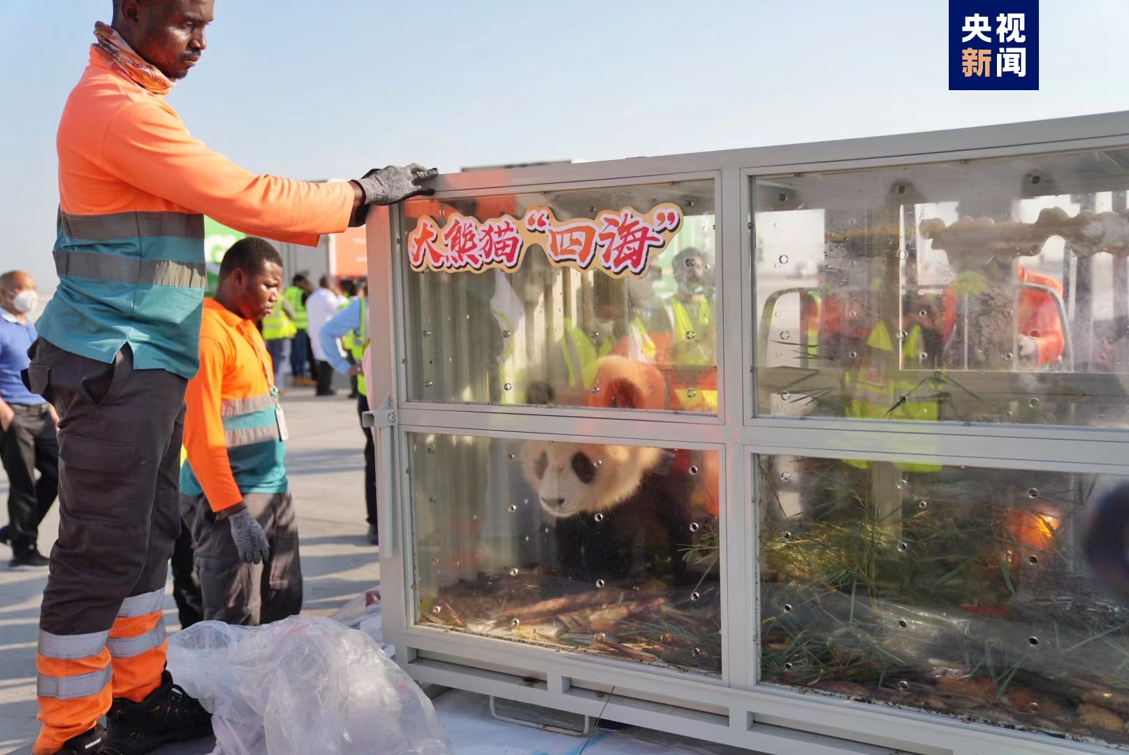 中東首對！兩隻中國大熊貓抵達卡塔爾首都多哈