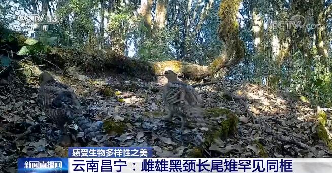 中國生物多樣性保護取得明顯成效 一起來感受生物多樣性之美！
