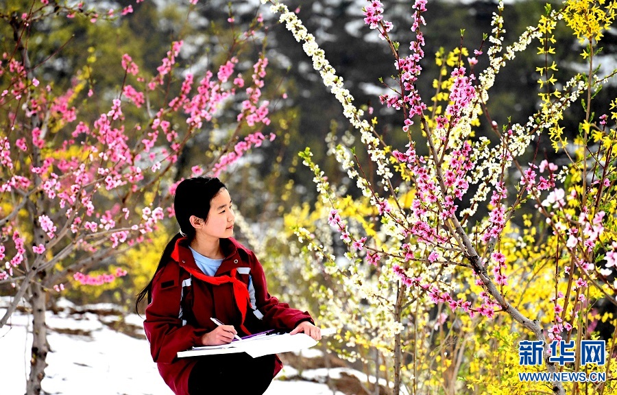 山村桃花雪中紅