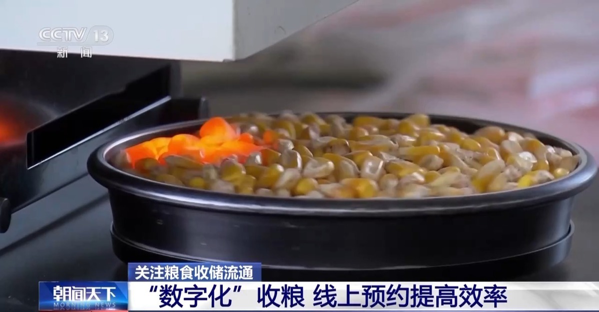 超6000萬噸！全國秋糧收購有序展開