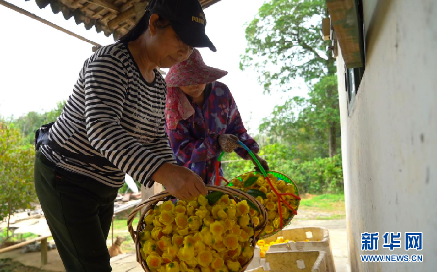 金花茶：金色花兒裏的“幸福味道”