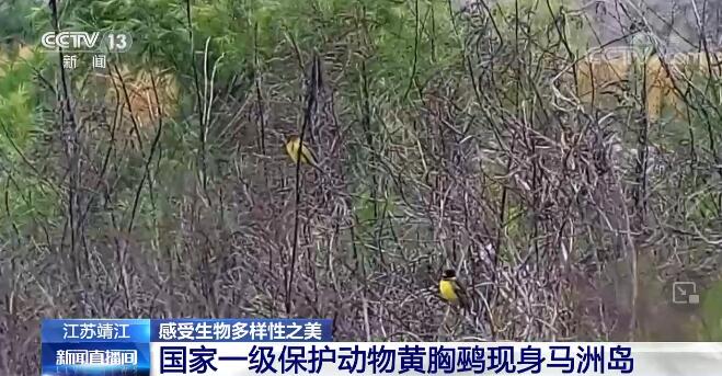中國生物多樣性保護取得明顯成效 一起來感受生物多樣性之美！