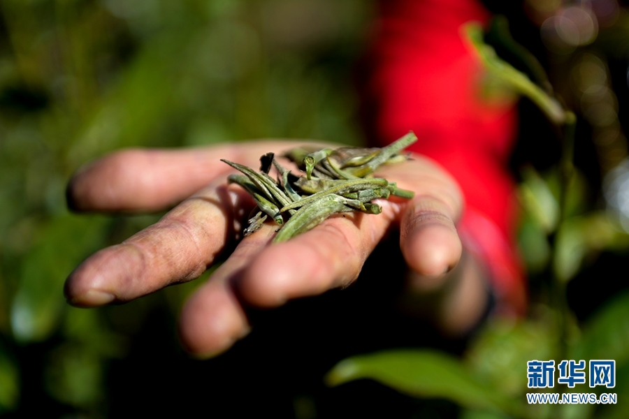 雲南南澗：春茶採摘進行時 處處飄香