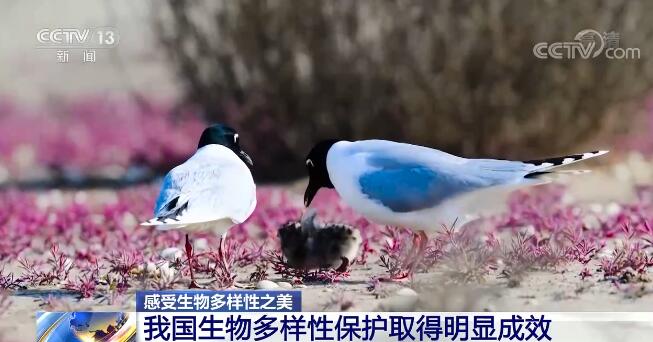 中國生物多樣性保護取得明顯成效 一起來感受生物多樣性之美！