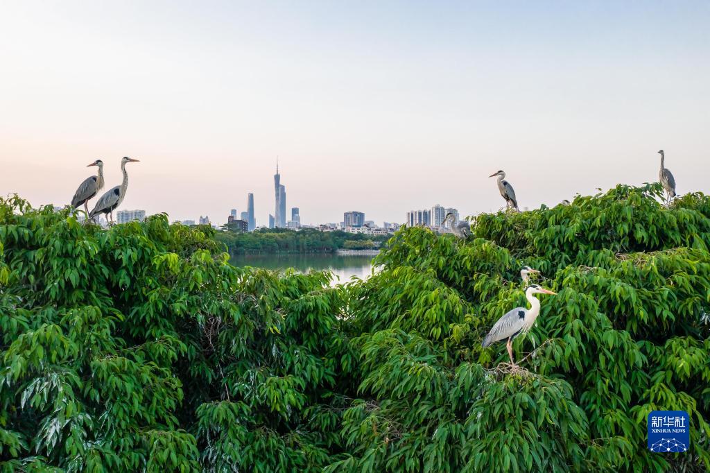 （新華全媒+）濕地之美丨廣州海珠濕地