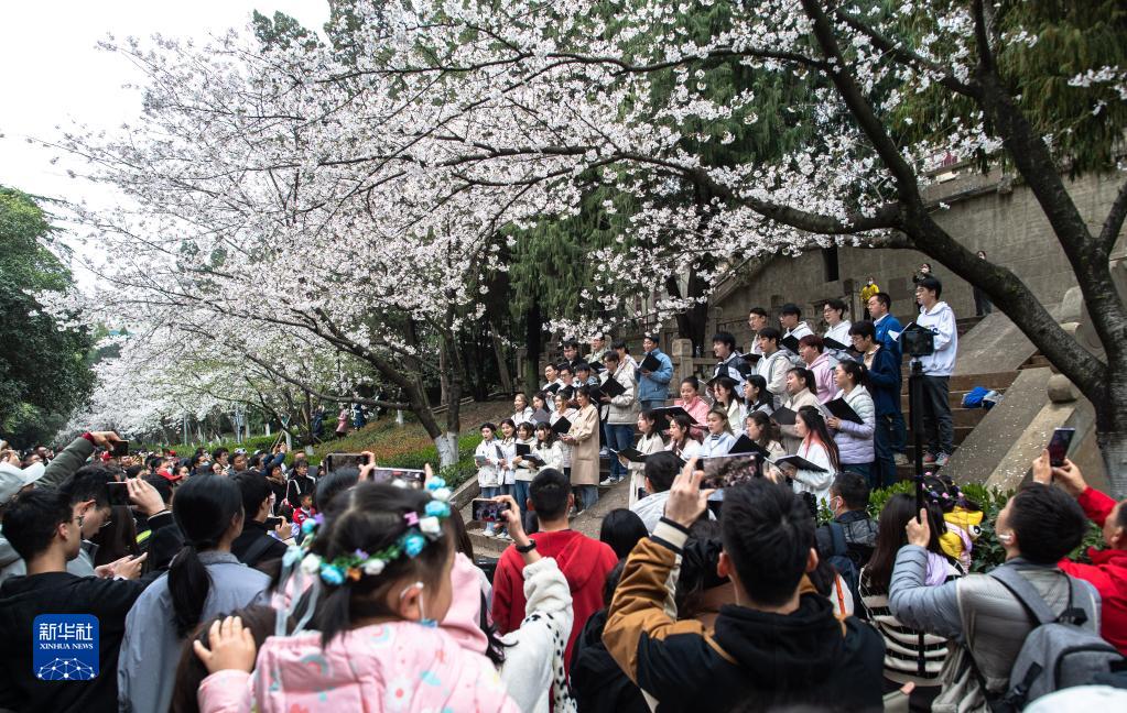 武漢大學邀請抗疫醫護人員賞櫻