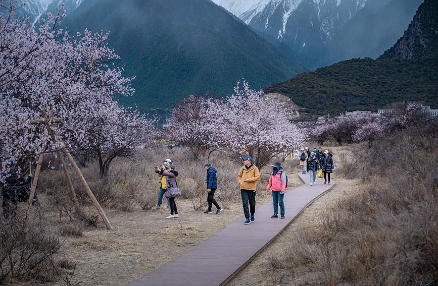 西藏林芝：春到雪域江南 桃花深處做“文章”