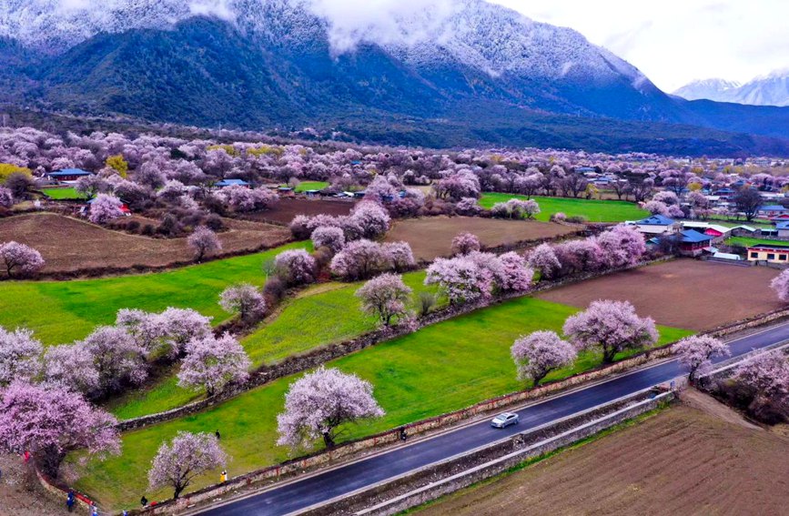 西藏林芝：春到雪域江南 桃花深處做“文章”
