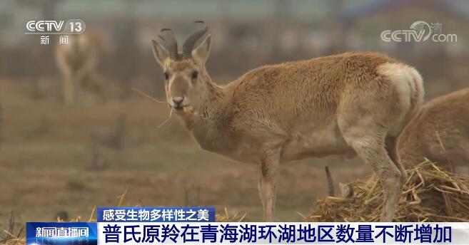 中國生物多樣性保護取得明顯成效 一起來感受生物多樣性之美！