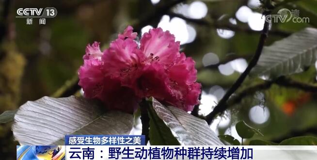 中國生物多樣性保護取得明顯成效 一起來感受生物多樣性之美！