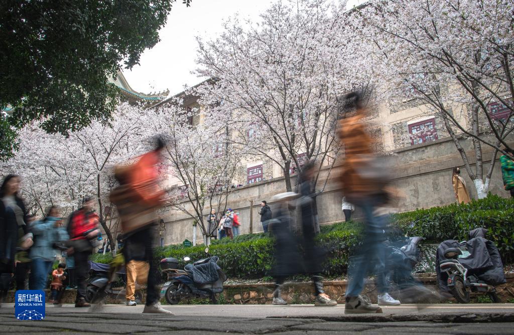 武漢大學邀請抗疫醫護人員賞櫻