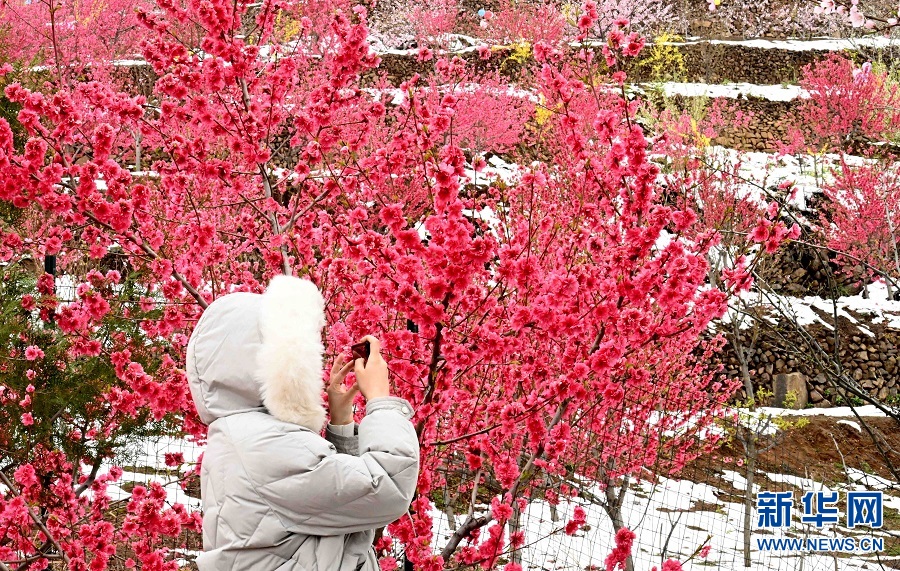 山村桃花雪中紅