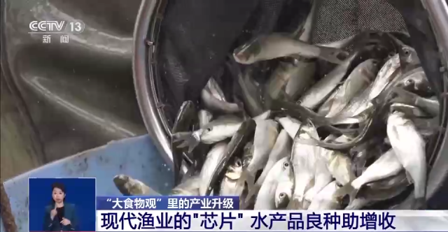 “大食物”如何托起舌尖上“小幸福”？水産養殖産業這樣發展
