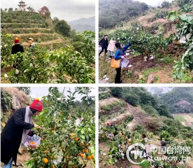 “暖冬行”溫臺情 溫州臺青體驗採摘樂趣