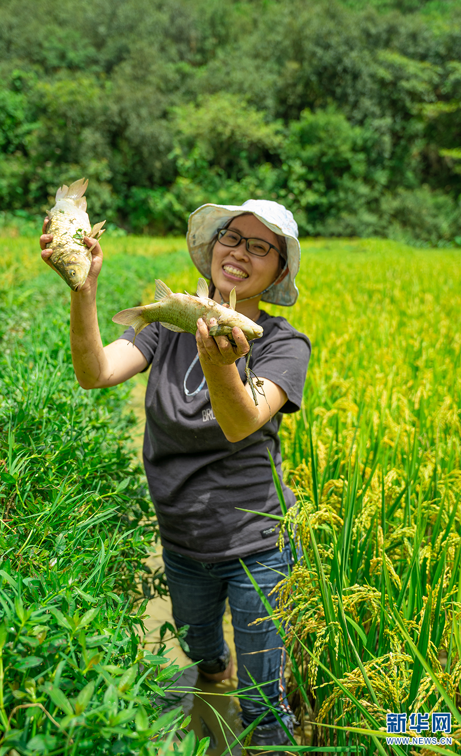 稻香魚肥！雲南安寧“稻花魚”迎來豐收