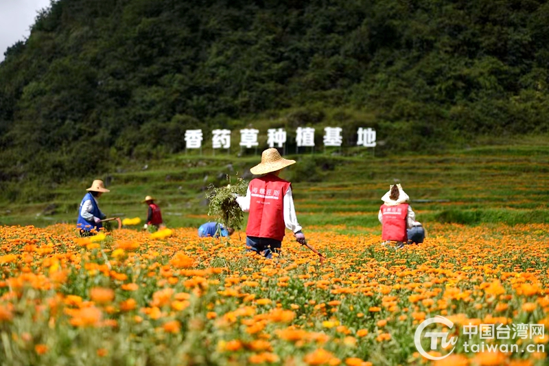 六盤水市台資企業榮獲2023年度貴州省“定制藥園”建設示範單位