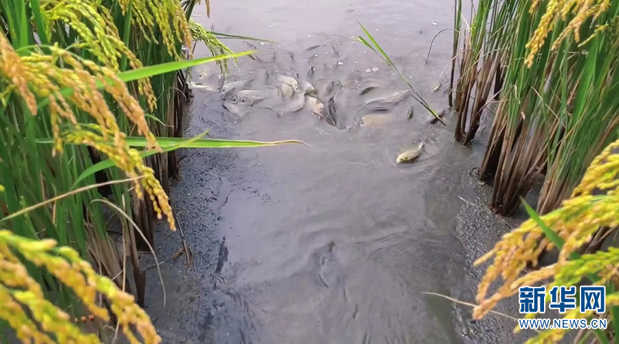 稻香魚肥！雲南安寧“稻花魚”迎來豐收