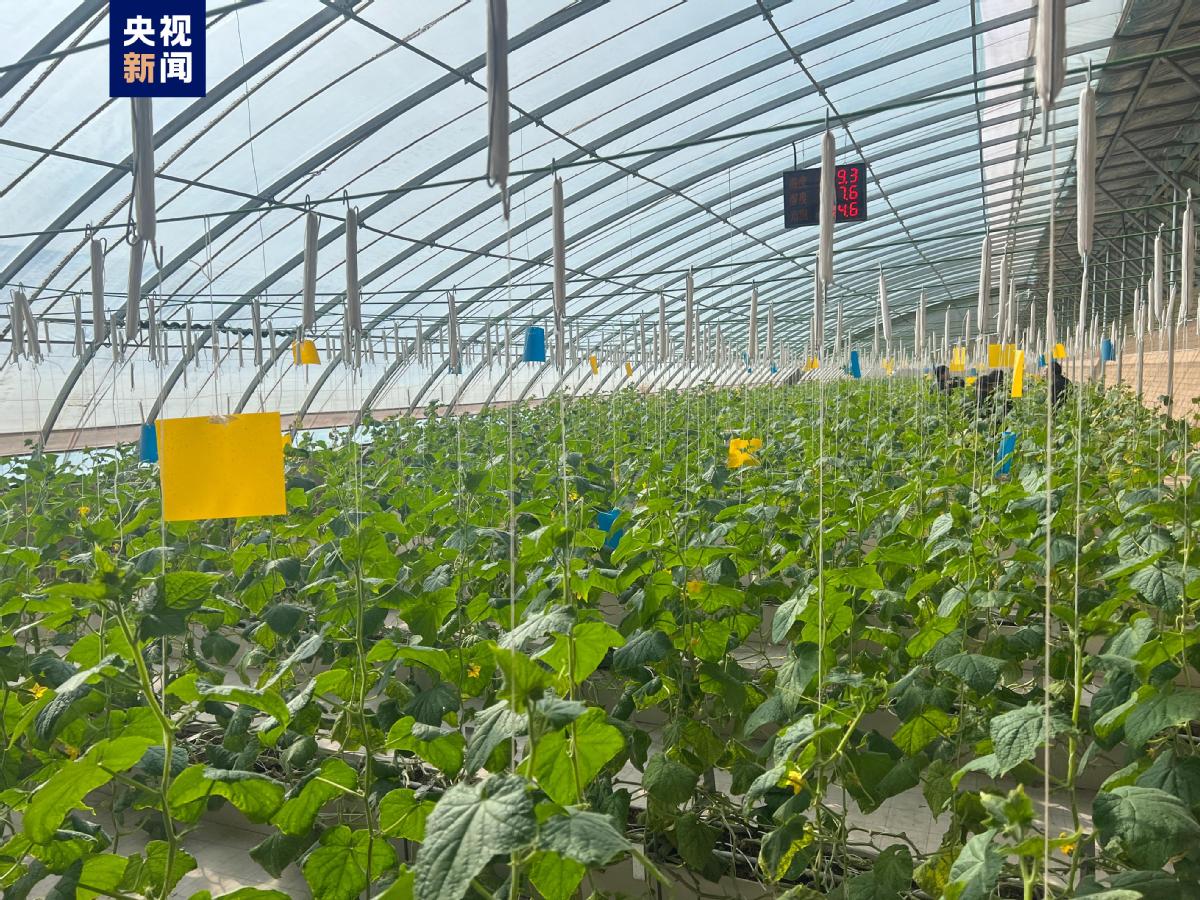 看粵疆同心 山海情長