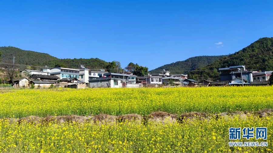 雲南：冬日暖陽 更戛壩子油菜花開