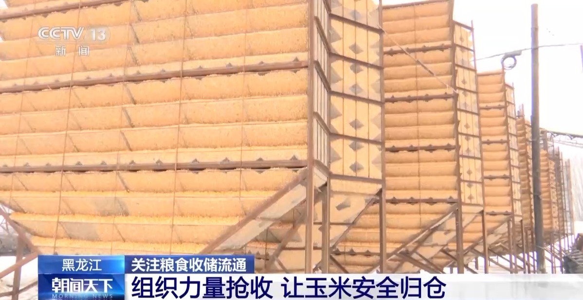 超6000萬噸！全國秋糧收購有序展開