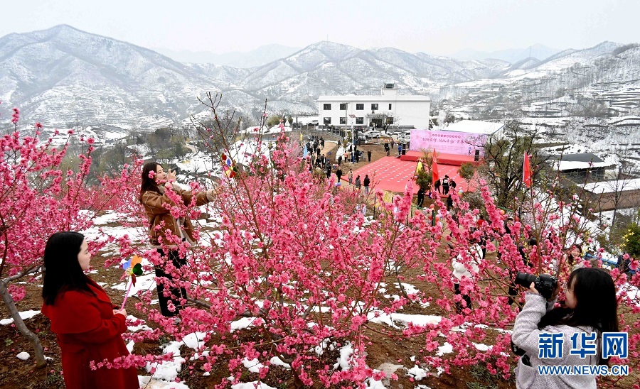 山村桃花雪中紅