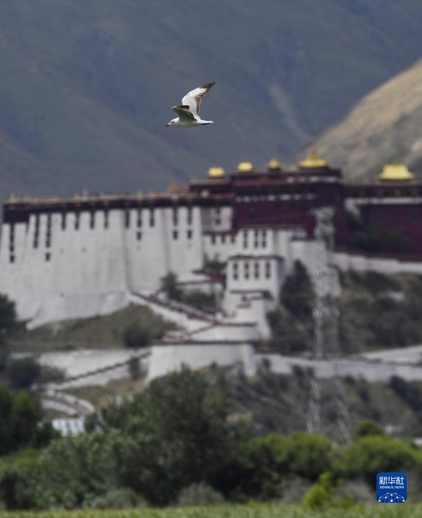 拉魯濕地欣欣向榮
