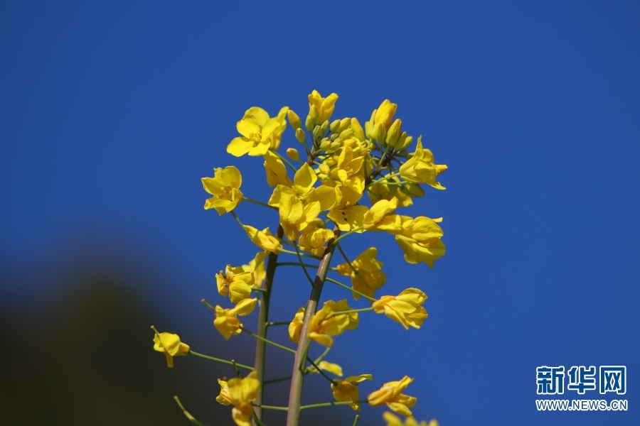 雲南：冬日暖陽 更戛壩子油菜花開