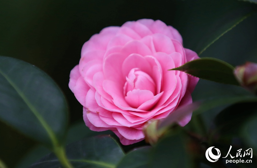 廈門：獨放早春枝 山茶正花時