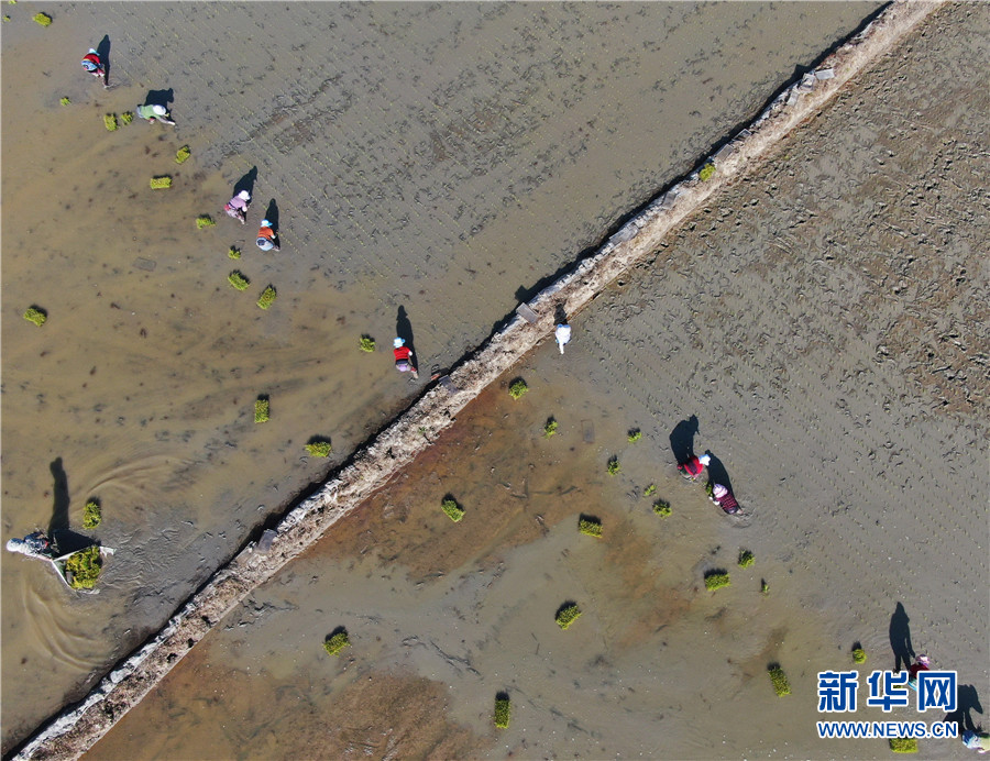 雲南動海：春耕春種掀熱潮