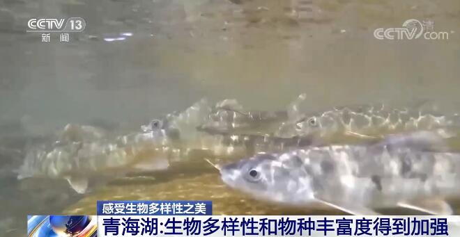中國生物多樣性保護取得明顯成效 一起來感受生物多樣性之美！