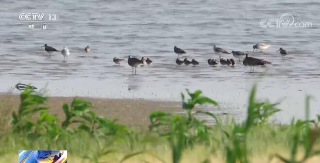 中國生物多樣性保護取得明顯成效 一起來感受生物多樣性之美！