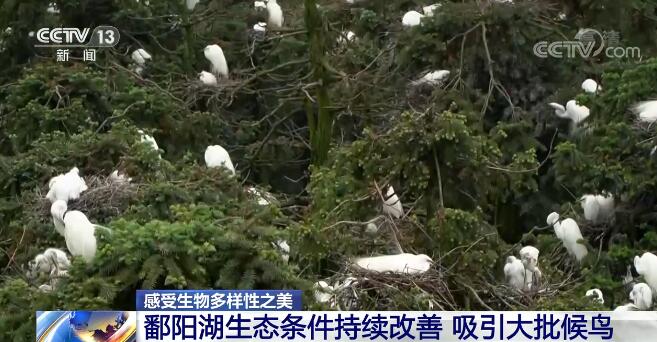 中國生物多樣性保護取得明顯成效 一起來感受生物多樣性之美！