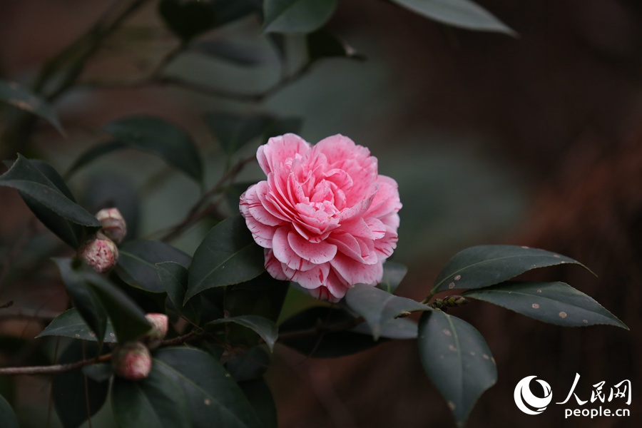 廈門：獨放早春枝 山茶正花時