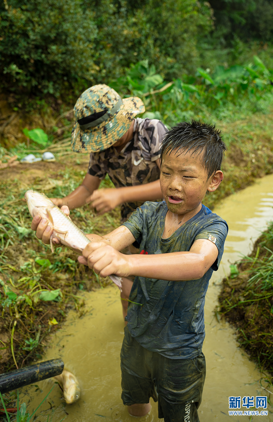 稻香魚肥！雲南安寧“稻花魚”迎來豐收