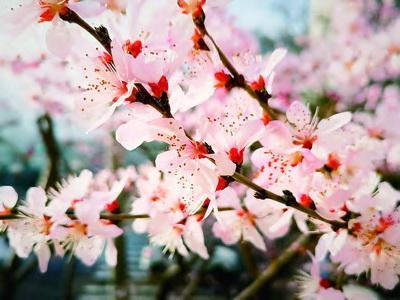 陶然亭公園周邊迎春花漸放 今後兩周進入盛花期