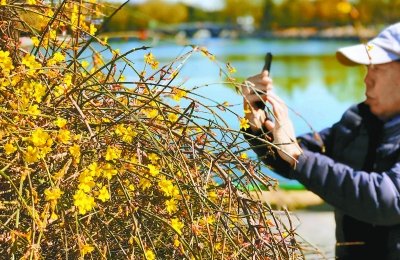 陶然亭公園周邊迎春花漸放 今後兩周進入盛花期