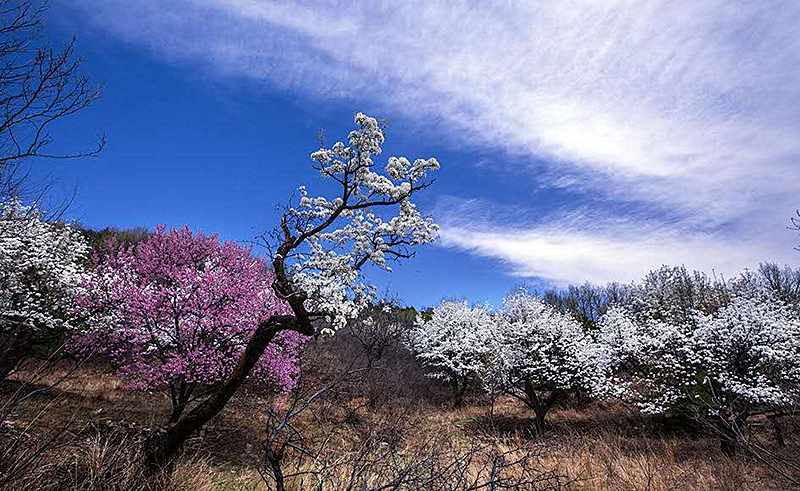 北京平谷百花季 杏花朵朵迎客來