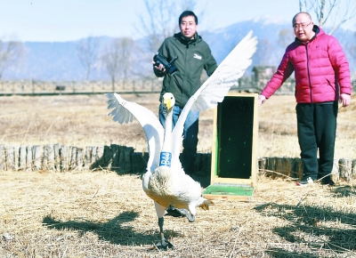 北京：為了這場特殊的“春運” 讓候鳥平安回家