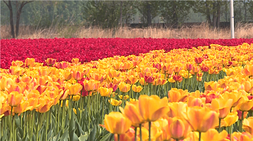 Yanqing: tulip blossom attracting tourists every spring_fororder_鬱金香_副本