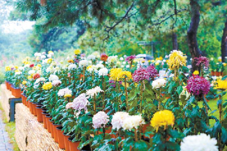 植物園第29屆市花展開幕