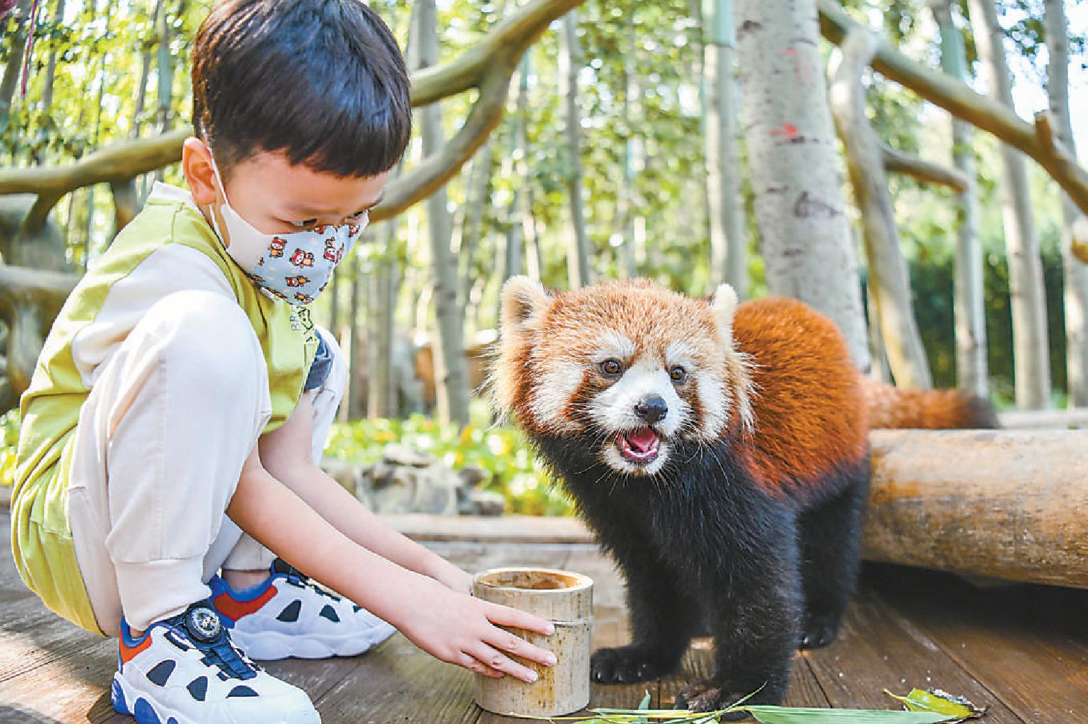 北京野生動物園東北虎和小熊貓展區開放