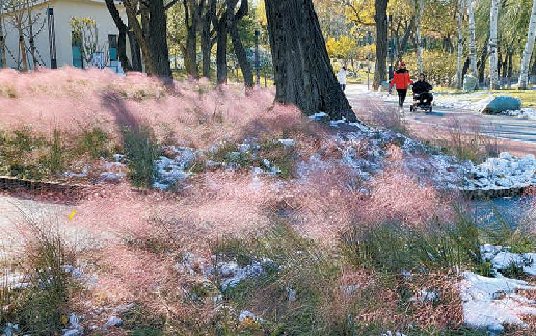 龍潭施粉黛 遊客花中游