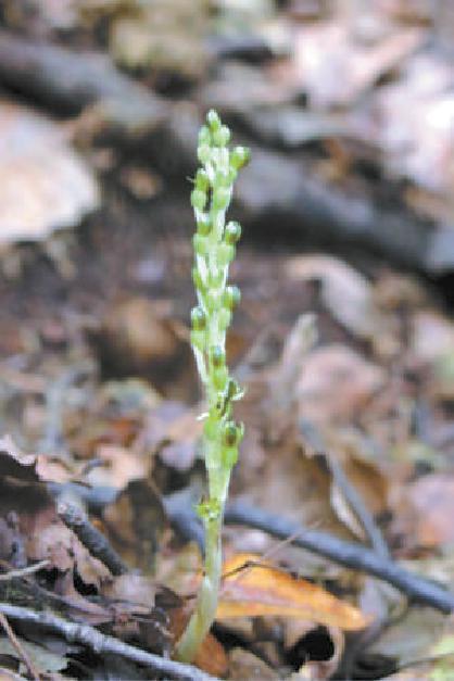 北京市野生蘭科植物達18屬25種