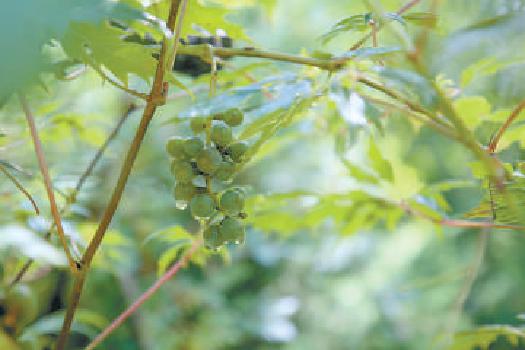 北京已成生物多樣性最豐富的大都市之一