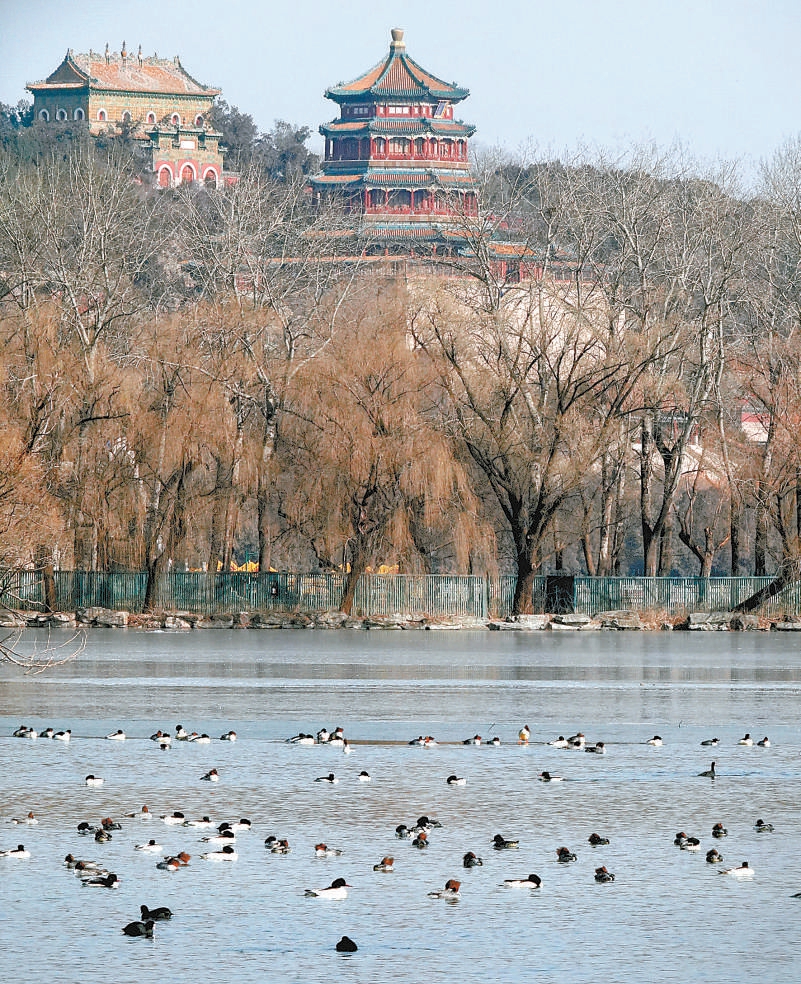 秋沙鴨頤和園過冬