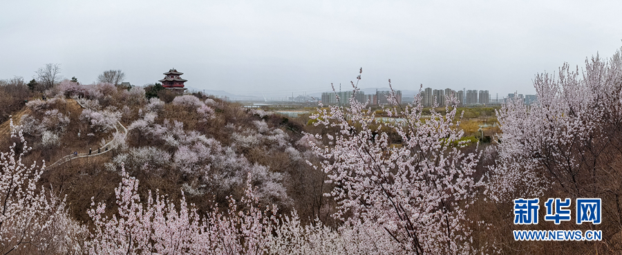 春風十里 北京這裡有片“桃花海”