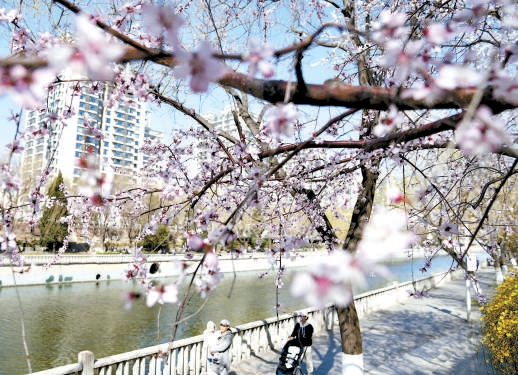 京城春來晚 且待韶華盛