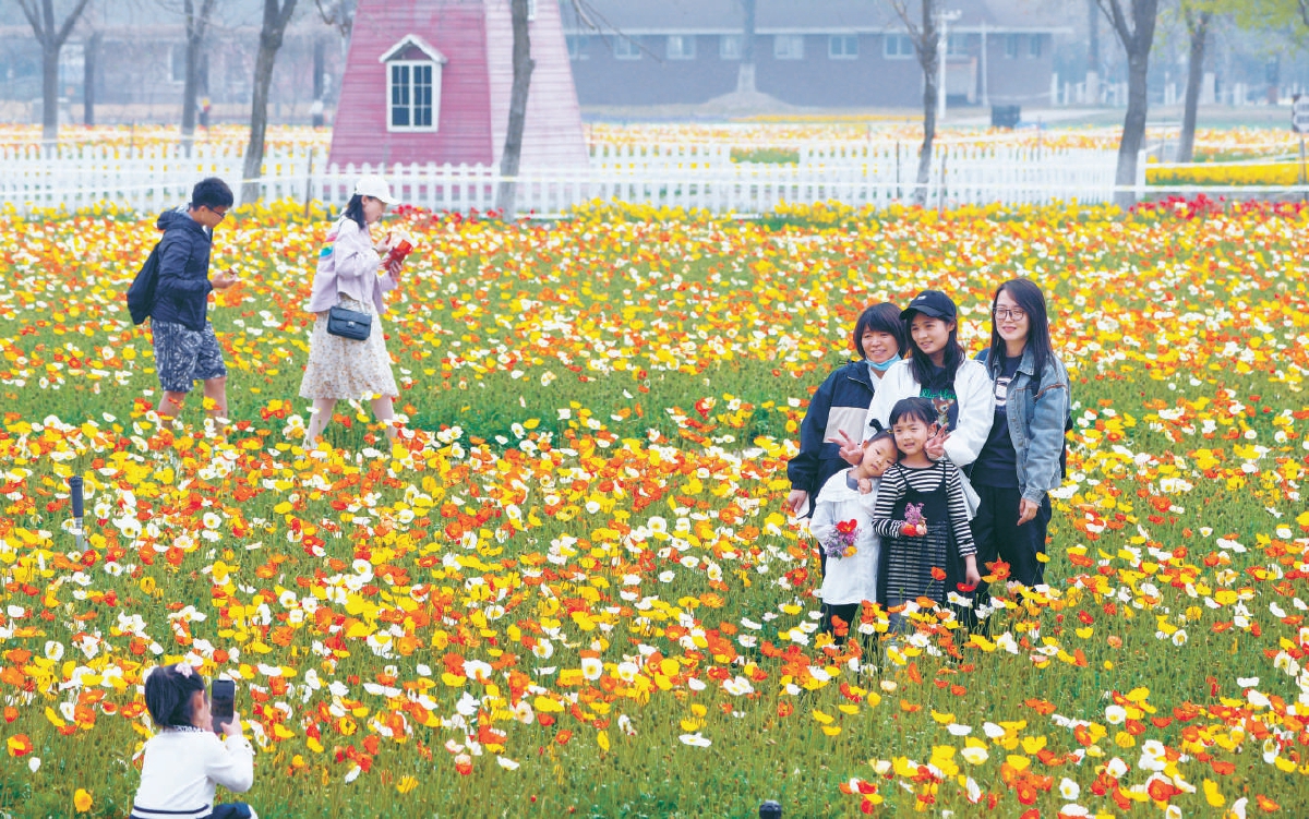 北京紫谷伊甸園虞美人進入盛放期 市民花海中暢遊